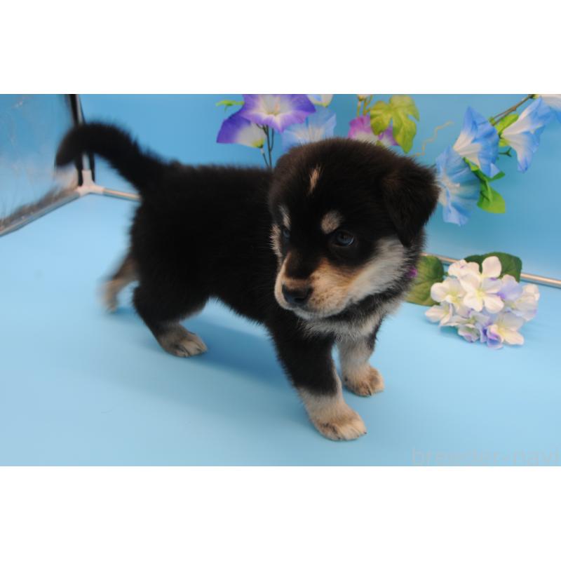 販売中の岡山県のミックス犬-399897の4枚目
